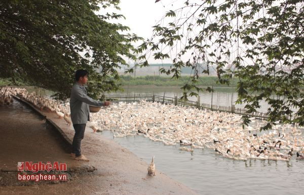 Trần Khắc Hồng (xóm Đình Hát) mạnh dạn đấu thầu làm trang trại chăn nuôi tổng hợp, với quy mô trên 5.000 con gà, vịt