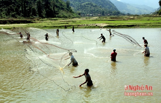 Các “chài thủ” đứng thành vòng, để dồn cho đàn cá về 1 chỗ và cùng nhau tung chài ra để bắt.