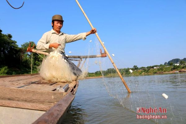 Người dân đánh bắt cá còm trên sông Lam