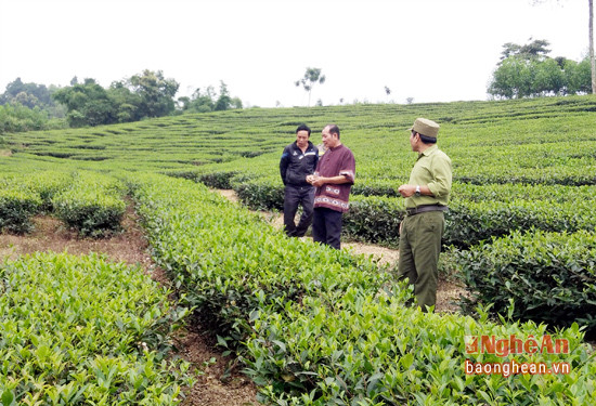 Ngoài làm tốt vai trò của một bí thư chi bộ, ông Lang Thái Hòa còn là tấm gương làm kinh tế giỏi, hiện nay gia đình ông có 1 ha chè và 7 ha rừng keo cho thu nhập mỗi năm 100 triệu đồng.