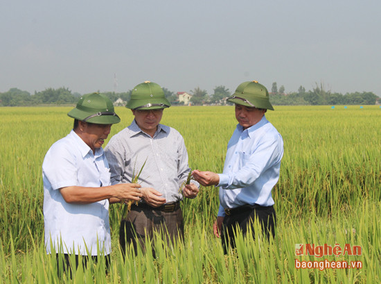 Tổng Giám đốc Tổng Công ty CP Vật tư nông nghiệp Nghệ An kiểm tra giống lúa NA 9 ở Nam Đàn.Ảnh: Trí Tuệ