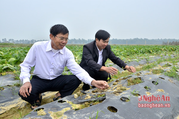 Trồng hoa lý là hướng đi hứa hẹn mang lại hiệu quả cao của HTX Nam Xuân Xanh, xã Nam Xuân. Ảnh Thành Duy