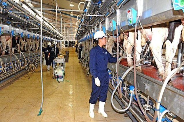 Dây chuyền vắt sữa của Trang trại bò sữa TH. 