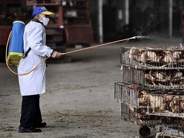 Xịt thuốc khử trùng tại một chợ gia cầm ở tỉnh An Huy. Ảnh: AFP