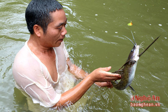 Cá lăng - 1 loại đặc sản quý hiếm chủ yếu sống trong khe suối và phải rất vất vả mới săn được chúng.