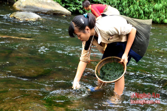 Bên cạnh đó, loài thực vật sống trên các khe suối là rêu được lấy về để chế biến món moọc ngon khó cưỡng. Với đặc điểm sạch, ngon và bổ dưỡng, hiện nay các 