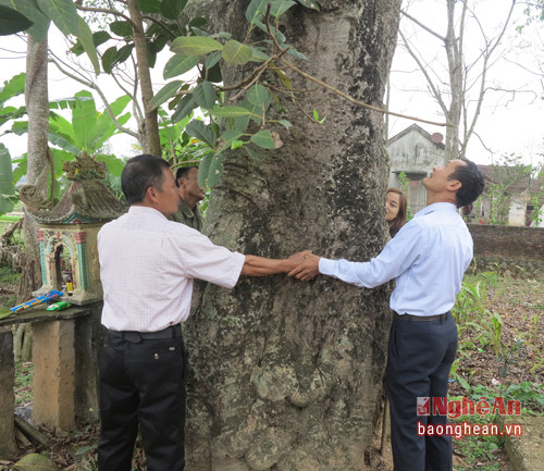 Thân cây cổ lão, 3 người ôm mới xuể