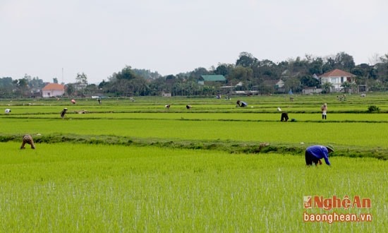 Nông dân Đô Lương thường xuyên thăm đồng bắt ốc bươu vàng, bảo vệ lúa. Ảnh Hữu Hoàn