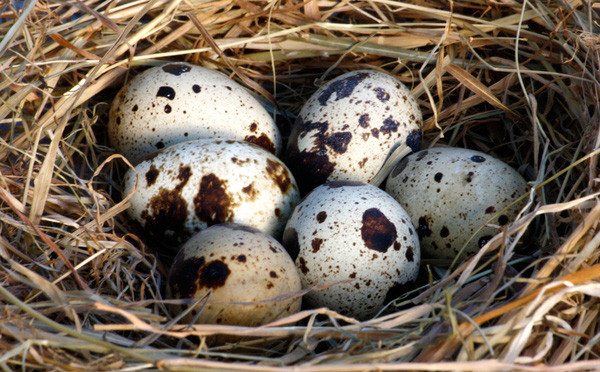 Thông thường, một quả trứng cút có trọng lượng khoảng 10g, nhỏ hơn so với trứng chim bồ câu, nhưng giá trị dinh dưỡng gần gấp 3 lần trứng gà. 