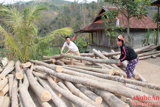 Gia đình ông Vi Văn Tỉnh ở Bản Đình Thắng xã Tam Đình là mô hình trồng và khai thác hiệu quả từ                                                               vườn rừng như cây keo, xoan...    Ảnh: Hoàng Vĩnh