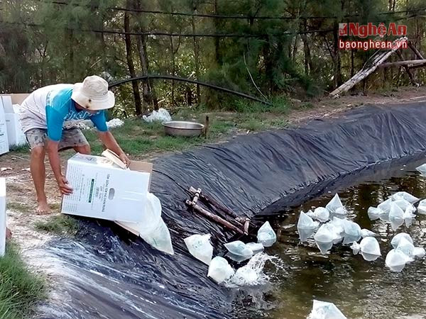 Người dân xã Diễn Trung (Diễn Châu) thả tôm vụ 1 năm 2017. Ảnh: Hồng Hạnh