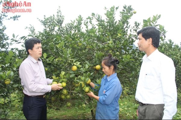 Lãnh đạo huyện Con Cuông trao đổi với người dân thâm canh mang lại hiệu quả cao cam Con Cuông Ảnh: Nguyên Sơn