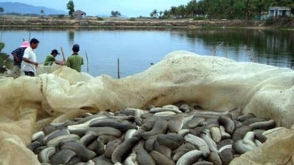 Hải sâm mang lại giá trị kinh tế lớn nên hải sâm đang được nuôi nhiều ở các vùng biển nước ta.