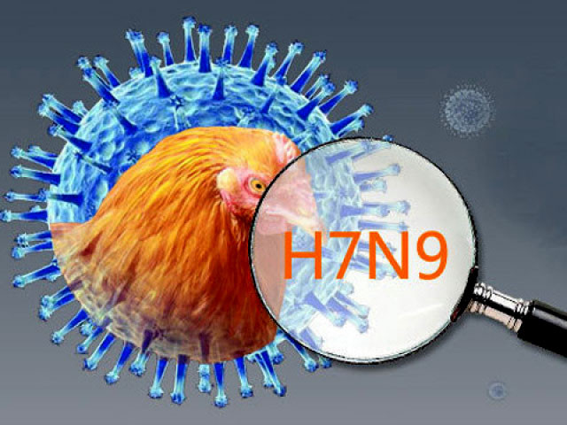 Cúm gia cầm H7N9 đang rất nguy hiểm ở Trung Quốc. Ảnh Internet