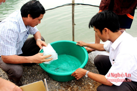 Dự kiến lịch thả tôm vụ 1 ở Quỳnh Lưu sẽ bắt đầu từ ngày 1 đến hết ngày 10/ 3 với lượng tôm giống được thả là trên 450 triệu con. Ảnh: Việt Hùng