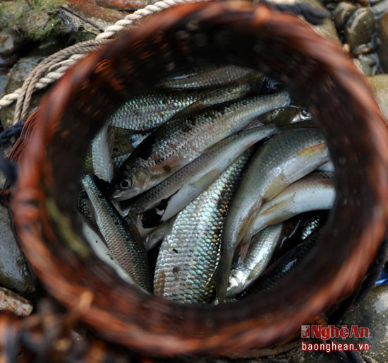 Chỉ sau hơn 30 phút ngăn suối, cá mát đã đầy giỏ. Loại cá đặc sản này hiện được bán ở thị trường với giá hơn 300 nghìn đồng/kg nhưng rất hiếm. 