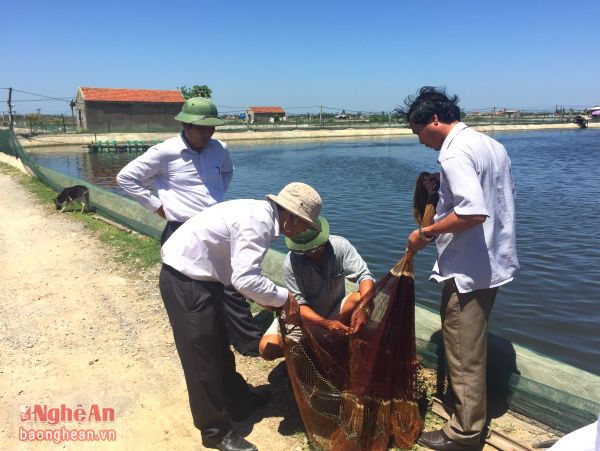 Cán bộ khuyến nông cùng chủ hộ nuôi kiểm tra sự phát triển của tôm. Ảnh: Việt Hùng