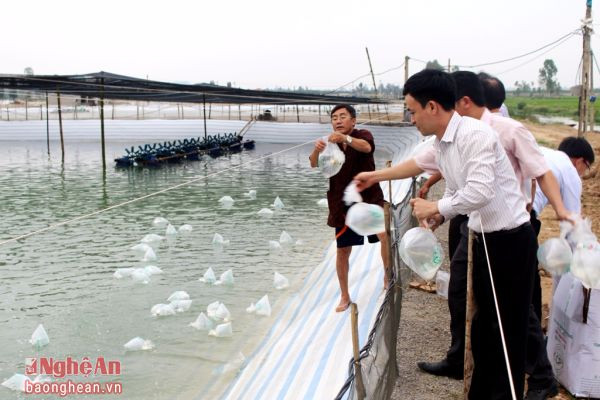 Nông dân Quỳnh Đôi thả tôm giống vụ 1, năm 2017. Ảnh: Việt Hùng