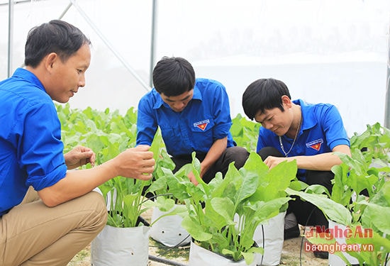 CLB thanh niên phát triển kinh tế huyện Anh Sơn tham quan mô hình trồng rau sạch ở xã Hoa Sơn, Anh Sơn. Ảnh tư liệu