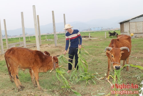 Vói sụ giup đõ cua huyện đoàn Hung Nguyên và chính quyền địa phuong, anh Nguyễn Danh Quý đã xây dụng mô hình kinh tế tông họp o bãi Lòi, xóm 5 xã Hung Nhân