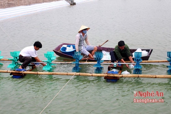 Toàn huyện Quỳnh Lưu có 650 ha nuôi tôm thâm canh, tập trung chủ yếu ở các xã Quỳnh Bảng, Quỳnh Thanh, Quỳnh Lương, An Hòa… Ngoài ra, có 8 cơ sở sản xuất tôm giống tập trung ở xã Quỳnh Bảng, Quỳnh Minh. Ảnh: Việt Hùng