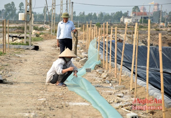 Người nuôi tôm xã Quỳnh Yên (Quỳnh Lưu) sử dụng bạt chống thấm lót đáy ao để phòng dịch bệnh cho tôm. 