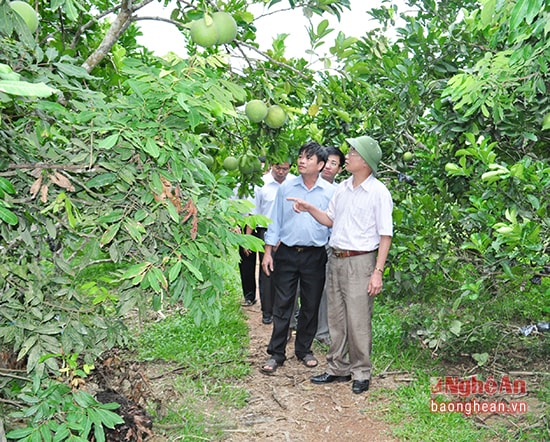 Cán bộ xã Thanh Liên (Thanh Chương) tìm hiểu mô hình kinh tế trồng cây ăn quả. Ảnh: Mai hoa