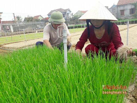 Hành giống được gieo và chuẩn bị cấy nhân rộng trên địa bàn vùng bãi ngang huyện Quỳnh Lưu. Ảnh Lê Nhung