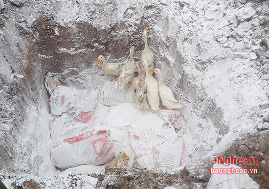 Ngày 2/2/2017, gần 500 con vịt bị nhiễm H5N1 ở Diễn Lộc ( Diễn Châu) được tiêu hủy theo đúng quy trình. Ảnh tư liệu