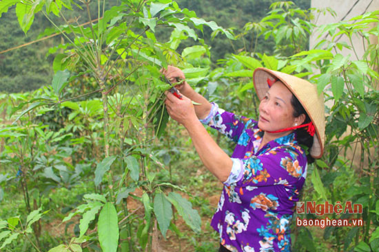 Cây lằng được người dân xã Quỳnh Thắng (Quỳnh Lưu) thuần hóa trồng tại vườn. Ảnh: Việt Hùng