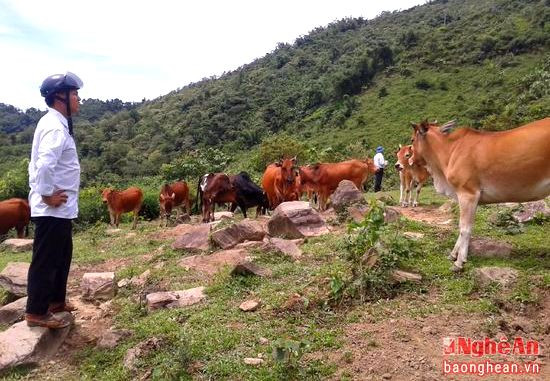 Đàn bò gần 50 con của anh Lỳ Bá Cừ ở bản Pà Khốm, xã Tri Lễ (Quế Phong). Ảnh: Hoàng Tím