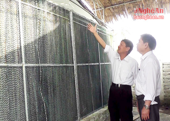 Với hệ thống làm mát, trại nấm của ông Lê Văn Hạnh (xóm 12, xã Sơn Thành, Yên Thành) đã có sản phẩm nấm sò cung cấp cho thị trường vào mùa hè.