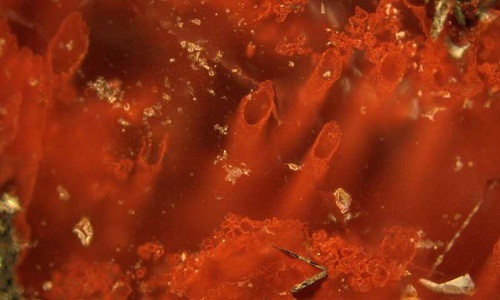 Những ống haematite từ mạch thủy nhiệt NSB là bằng chứng về hóa thạch vi sinh vật lâu đời nhất và sự sống trên Trái Đất. Ảnh: Matthew Dodd.