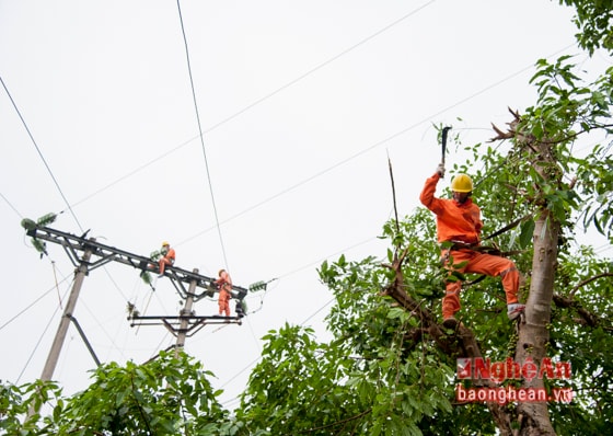 Nhận được phân công, các tổ công tác lập tức tới hiện trường khắc phục sự cố, sửa chữa đường dây, chặt cây giải tỏa hành lang để đảm bảo cấp điện an toàn. Ảnh: Thành Cường