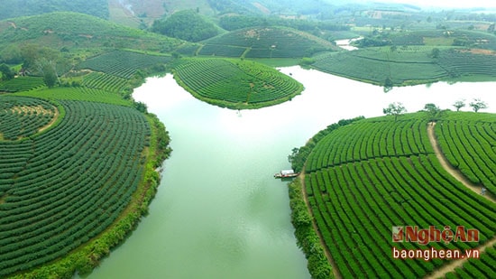 Đảo chè Cầu Cau, xã Thanh An, huyện Thanh Chương là điểm đến mới nổi của du lịch Nghệ An. Ảnh tư liệu.