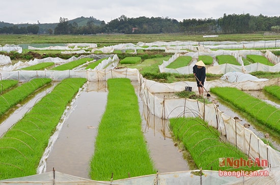 Chăm sóc mạ ở xã Diễn Lâm (Diễn Châu).