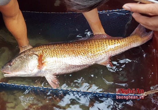 Con cá của ông Đậu Văn Sử, ở khối 8, phường Nghi Tân (TX. Cửa Lò) bắt được có nhiều đặc điểm giống với cá sủ vàng. Ảnh: Minh Võ