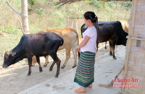 Chính quyền xã Bắc Lý đang vào cuộc để chống dịch bệnh trên gia súc và gia cầm.