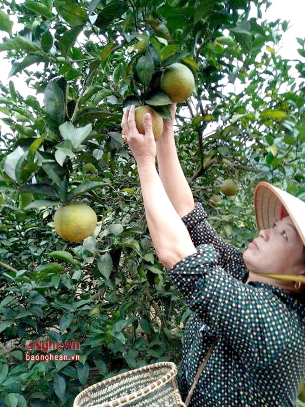 Thu hái cam tại vườn sinh thái. Ảnh: Tường Vi