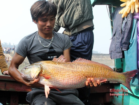 Con cá sủ vàng anh Sử bắt được nặng 8kg, hiện đang sống khỏe mạnh. Ảnh: Thanh Vân