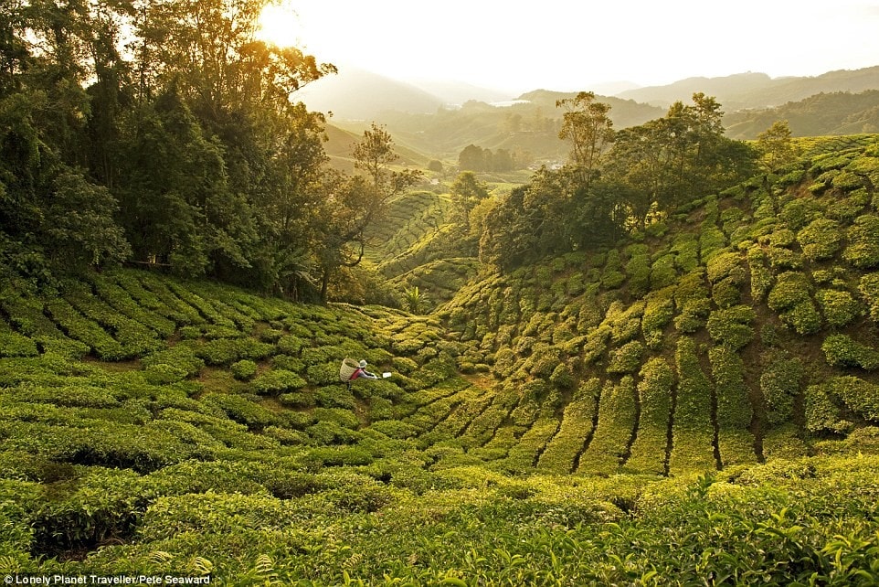 Uống trà ngay tại nguồn ở Malaysia: Vùng cao nguyên Cameron ở Malaysia nổi tiếng với ba điều: khí hậu lạnh, vẻ đẹp của mục đồng và trà. Với hơn 1.200 mẫu đất đồi phủ đầy chè, đồn điền Boh là nơi sản xuất trà đen nhiều nhất Malaysia. Những ngọn đồi trải dài khuất tầm mắt, nổi bật với những dòng suối hiền hòa, bánh xe nước và các ngôi nhà tạm bợ. Trong không gian hiện đại hơn, du khách tới thưởng thức trà chất lượng cao và ngắm cảnh đồi.