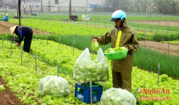 Làng rau Quỳnh Lương được mùa, thương lái mua rau ngay tại ruộng.