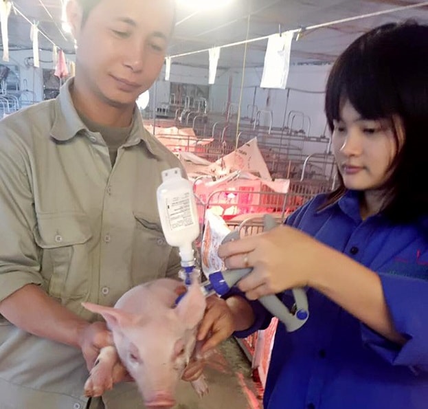 Thanh Tú (phải) đang tiêm cho lợn giống tại công ty. Ảnh Danviet