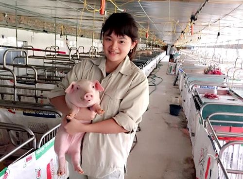 Thanh Tú (phải) đang tiêm cho lợn giống tại công ty. Ảnh Danviet
