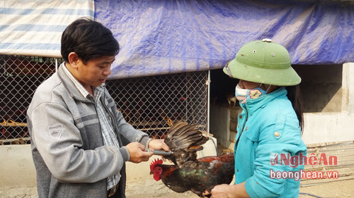 Ảnh Tiêm phòng gia cầm- Quỳnh Trang, Đài Yên Thành