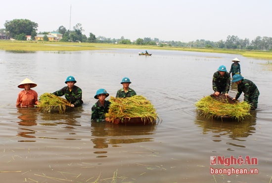 Cán bộ chiến sỹ bộ chỉ huy quân sự tỉnh giúp nhân dân xã Hưng Trung (Hưng Nguyên giặt lúa chạy lũ.