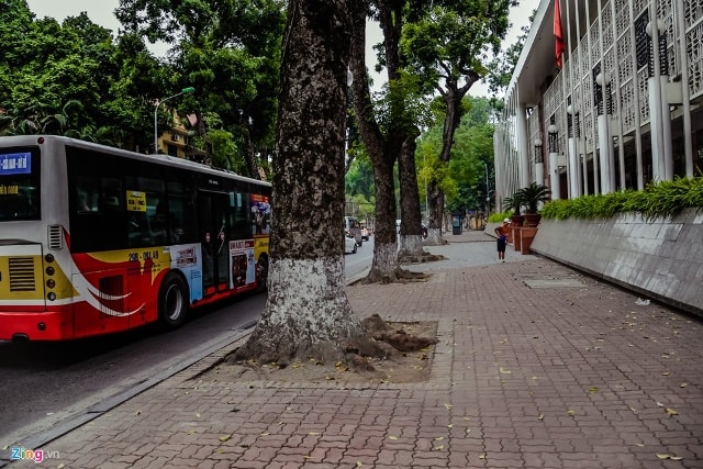 Những vỉa hè này tập trung chủ yếu ở các con đường thuộc quận Ba Đình, trụ sở các cơ quan đầu não của cả nước như Phan Đình Phùng, Hùng Vương, Điện Biên Phủ, Phan Văn Trị…