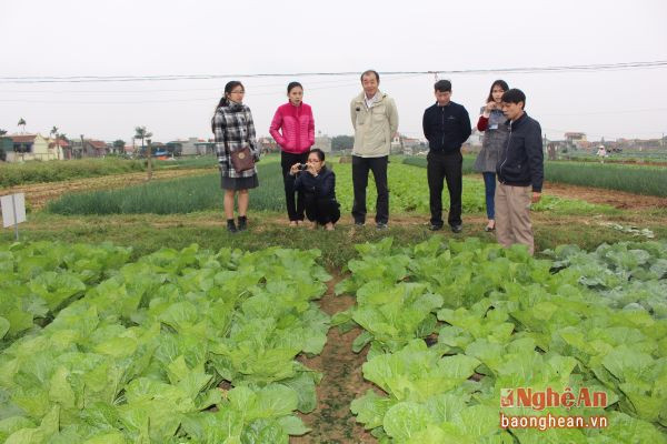 Doanh nghiệp Nhật Bản tìm hiểu sản xuất rau ở xã Quỳnh Lương (Quỳnh Lưu).Ảnh: C.L
