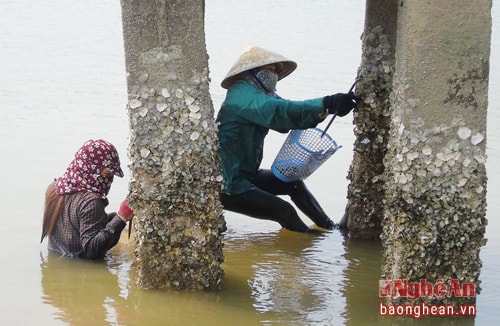 Chị em ở xã Diễn Kim (Diễn Châu) dùng đọt và búa đục những con Hàu. Bất kể thời tiết nắng mưa, họ phải ngâm mình dưới dòng lạch Vạn hàng tiếng đồng hồ để mưu sinh. Ngày 8/3 trở nên xa xỉ đối với những người phụ nữ này. Ảnh: Tiến Dũng