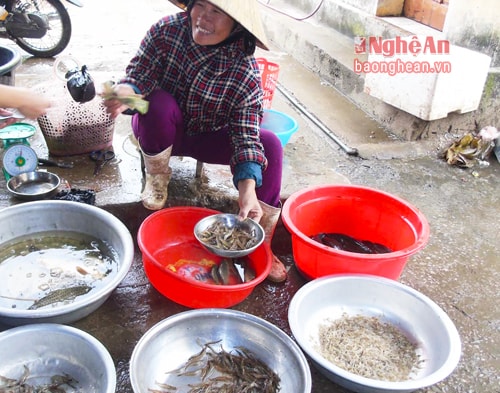 Từ mờ sáng, chị Phương đi thu gom tôm, cá rồi về bán lại ở chợ Hợp Thành (Yên Thành) để nuôi các con ăn học. Chị bảo những thứ lãng mạn ấy không cần thiết. Chỉ cần được chồng quan tâm, cảm thông và chia sẻ với vợ những khó khăn trong cuộc sống hàng ngày là đủ. Điều đó là chính là một món quà vô giá dành cho chị.  Ảnh: Tiến Dũng